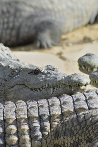 istock Crocodile in a natural park sunbathing between crocodiles - Crocodylus niloticus 1220744194