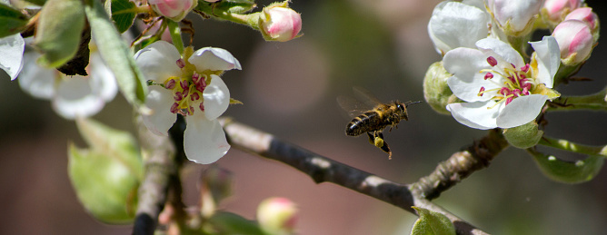 Close-up of springtime almond (Prunus dulcis) blossoms on orchard trees with honey bee pollinating the blossoms.\n\nTaken in the Gustine\n, California, USA.
