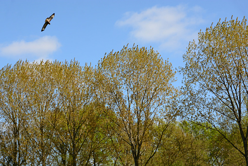 Single eurasian buzzard (Buteo buteo) flying with spread wings above the treetop.