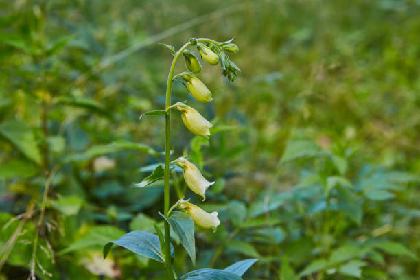 Big-flowered foxglove plant grows in forest poisoned herb stock photo