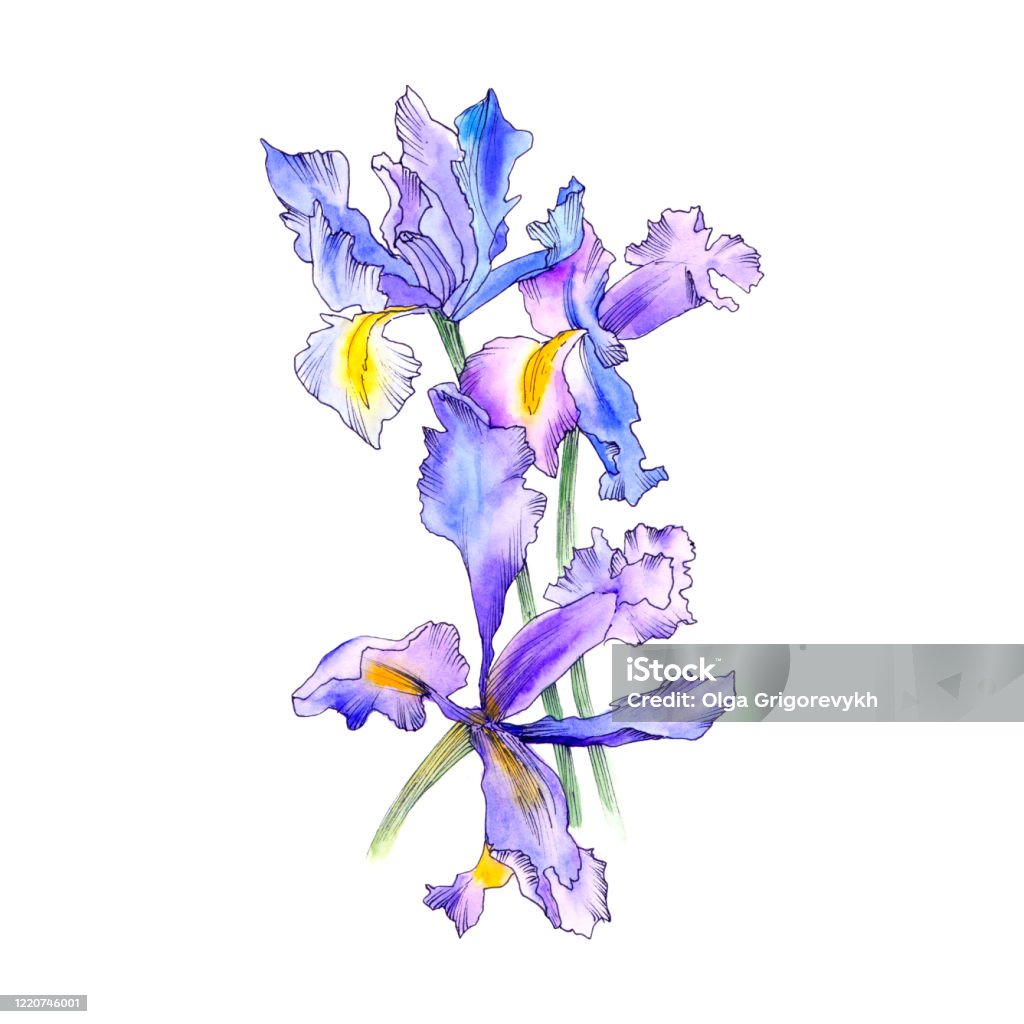Ilustración de Iris Azul Flor De Dibujo Individual Iris Lila De Acuarela  Flores Dibujadas A Mano Para La Decoración De La Tarjeta De Cumpleaños  Diseño Flral De Invitación De Boda Tarjeta De