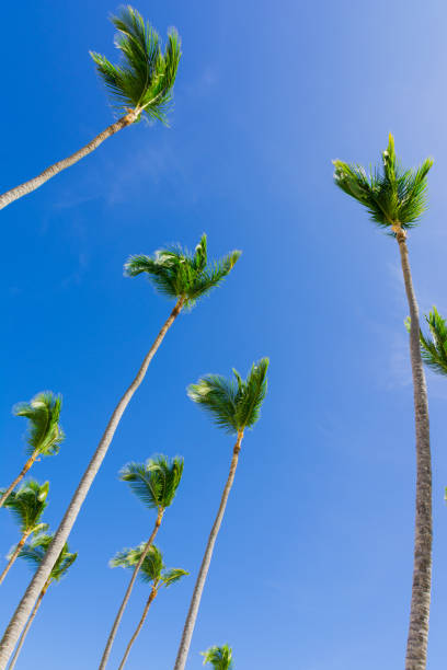 Coconut palm tree in bavaro beach, Punta cana, Dominican Republic