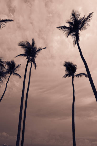istock Coconut palm tree in bavaro beach, Punta cana, Dominican Republic 1220746125