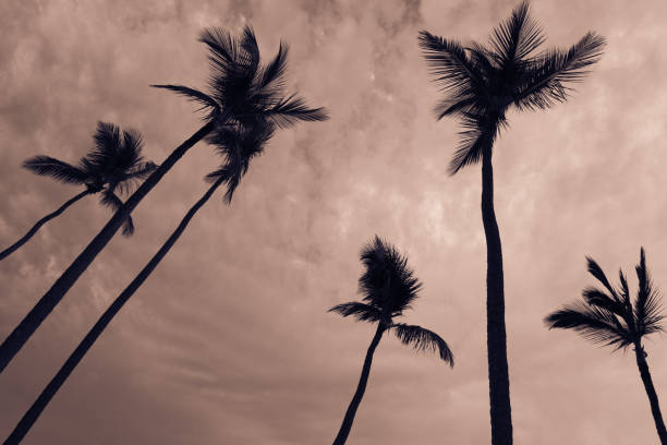 istock Coconut palm tree in bavaro beach, Punta cana, Dominican Republic 1220746129