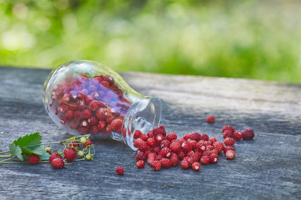 istock Forest strawberry gathered in jug picked from forest fresh at summer 1220746264