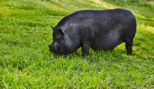 leuke vette pot-bellied varkens op vrije weide van privé landbouwbedrijf - hangbuikzwijn stockfoto's en -beelden