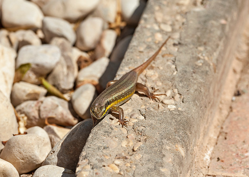 Closeup of blue-tailed skink lizard stood on stone ground in rural garden path