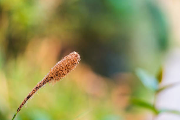 semeaduras de grama verde comprida - long grass uncultivated plant stage plant condition - fotografias e filmes do acervo