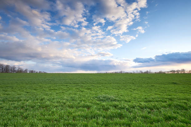 istock Green meadow and blue sky with clouds at sunset 1220749515