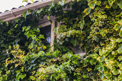 A bathroom window covered in ivy