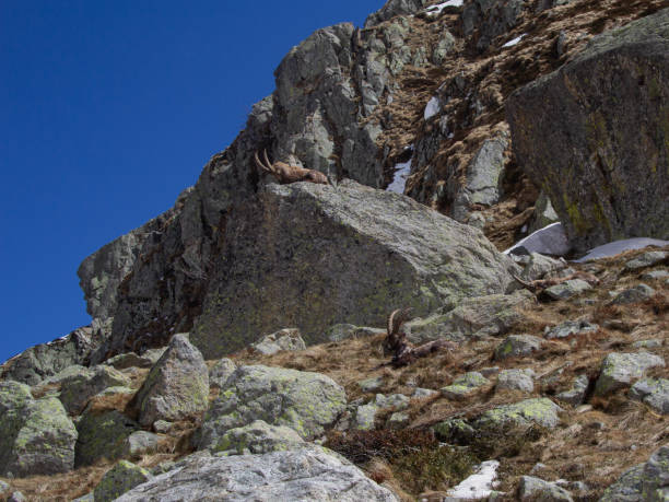 istock spring trekking to the Migliorero refuge 1220750367