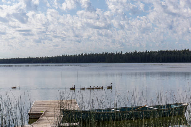 istock birds in the lake 1220750744