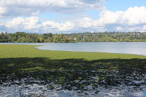 Lake  Green in City Park  Seattle, Washington, USA