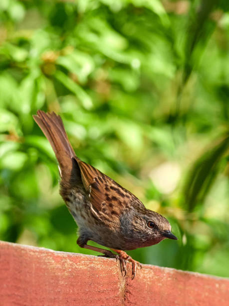 istock Dunnock on the garden fence 1220752678