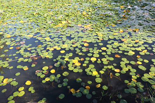 Algae on the lake, Lake  Green in City Park  Seattle, Washington, USA