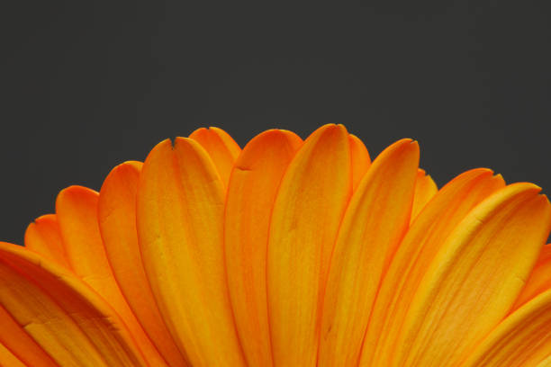istock Close up Macro of Gerbera Daisy 1220752839