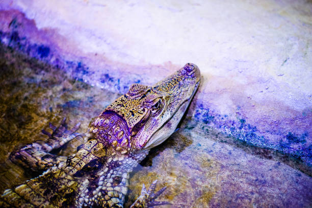 Background Purple Mint Green Gradient Ombre Crocodile Alligator Dragon Dinosaur Artificial Leather Texture Snake Skin Reptile Pattern Macro Photography Copy Space Design template for presentation, flyer, card, poster, brochure, banner