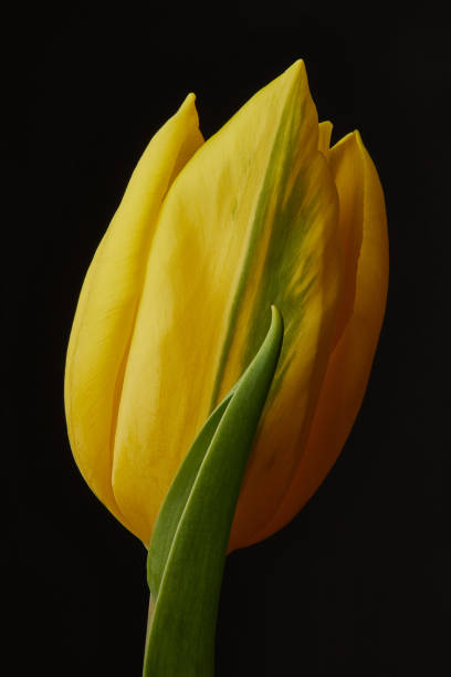 istock Side view of a single Yellow Tulip 1220753424