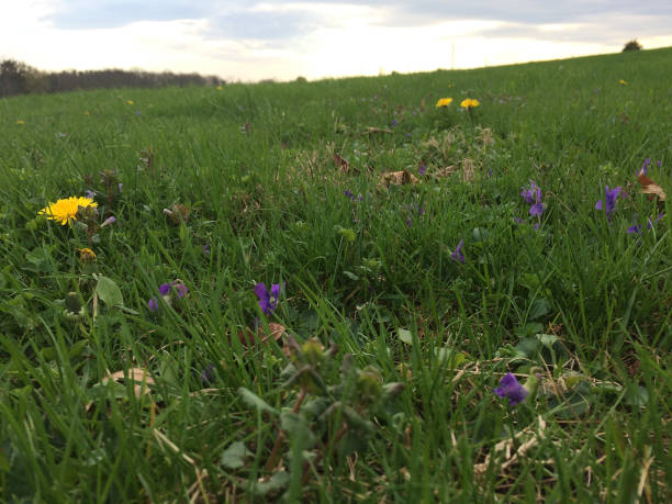 istock green meadow with flowers 1220753457