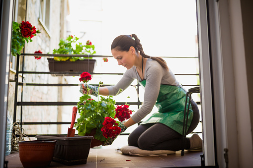 Woman re-potting her flowers at her home balcony. Red Pelargonium. The shot was taken from inside of the house, during the COVID-19 pandemic isolation. Belgrade, Serbia