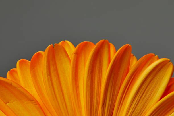 istock Close up Macro of Gerbera Daisy 1220758252