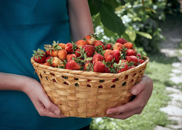 istock Woman holding strawberry in hands. 1220758370