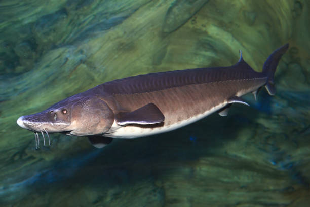 istock Freshwater fish kaluga ( Huso dauricus ) in the aquarium. 1220758916