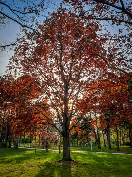 istock Colorful red tree with warm yellow sunlight at twilight sunset. 1220759795