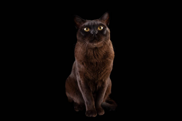 istock photo of a brown Burmese cat. 1220761209