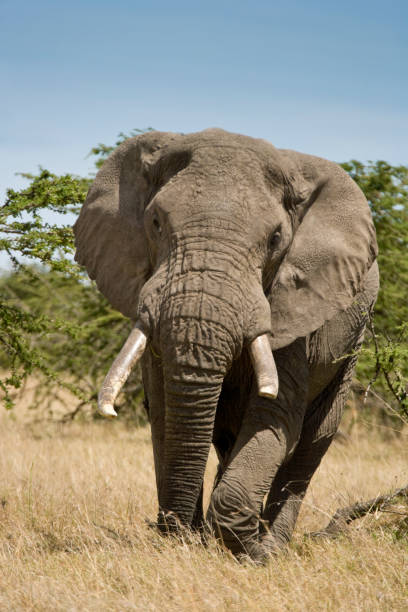 istock African Elephant on the Masai Mara, Kenya, Africa 1220761436