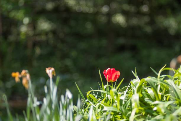 A wind-torn red tulip.