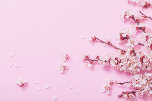 cherry flowers on pink paper background