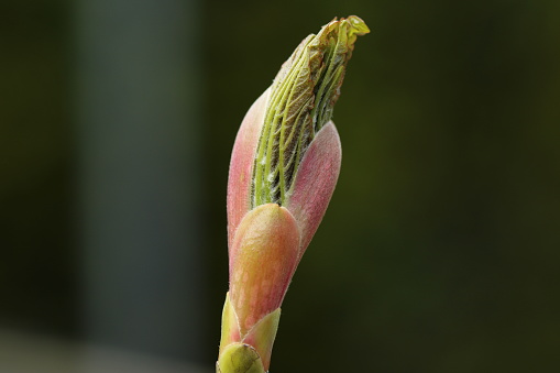 Pink flower buds of the Malus coronaria plant