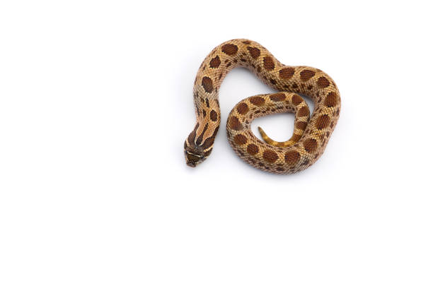 la serpiente hognose aislada sobre fondo blanco - white nosed fotografías e imágenes de stock