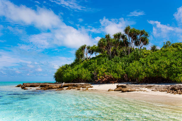 istock Large Bird on Maldive Island Sand Beach 1220762959
