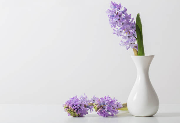 istock hyacinth in vase on white background 1220763007