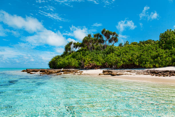istock Large Bird on Maldive Island Sand Beach 1220763008