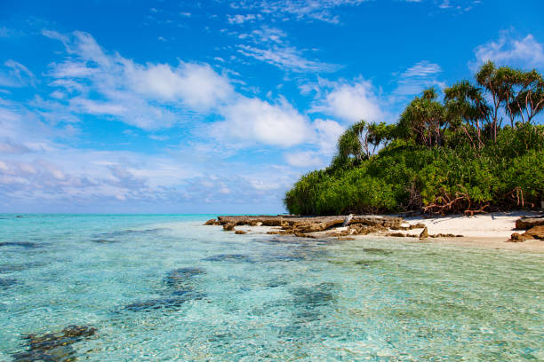 istock Large Bird on Maldive Island Sand Beach 1220763107