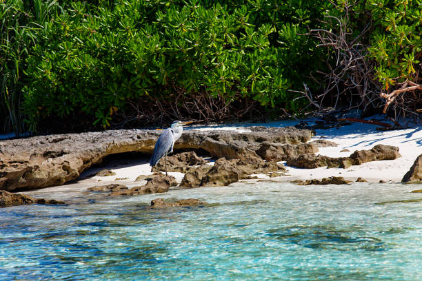 istock Maldives large exotic bird standing on stone 1220763186