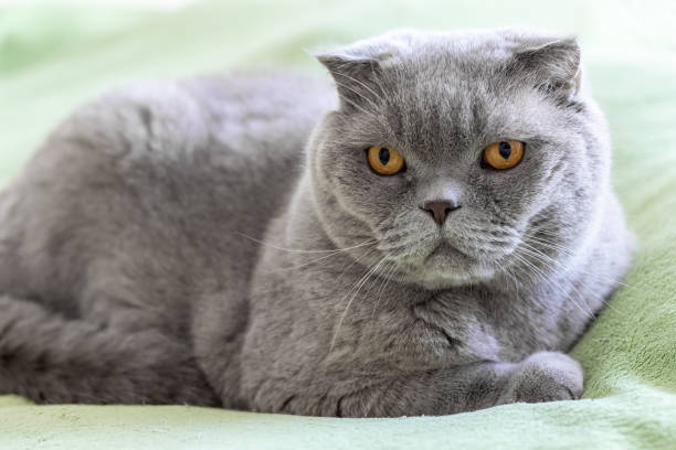 istock Gray scottish fold cat with orange eyes on a soft green sofa. Selective focus. Closeup view 1220763852