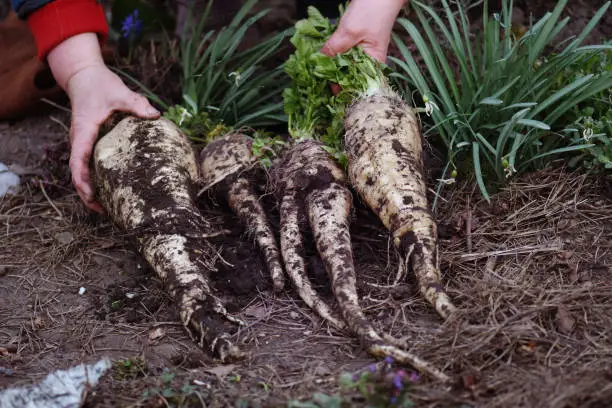 Fresh parsnip roots in farmers hands. Parsnip harvest on an organic farm.