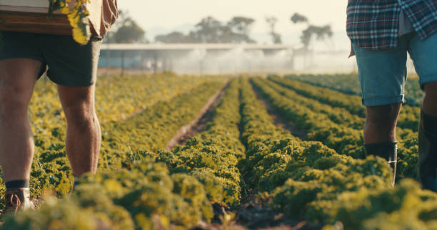 istock It's time to gather their fresh produce 1220765183
