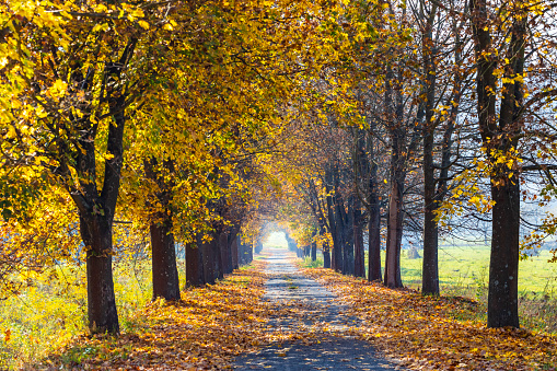 autumn alley near Banhorvati in Northern Hungary, Hungary