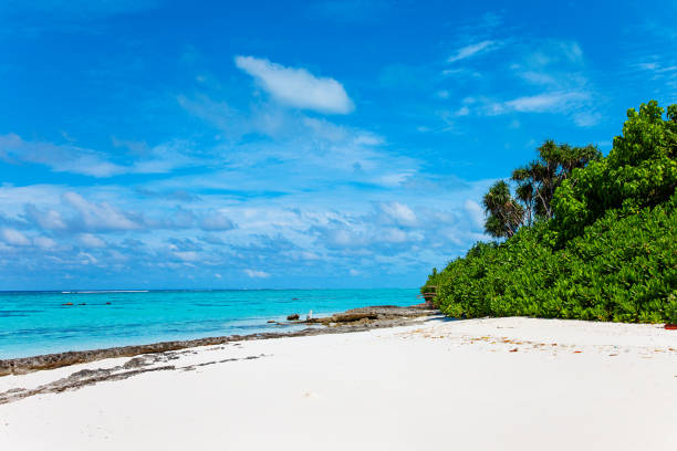 istock Large Bird on Maldive Island Sand Beach 1220765345