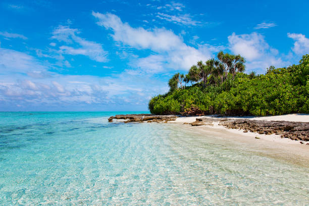 istock Large Bird on Maldive Island Sand Beach 1220765407