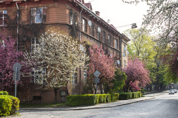 istock Beautiful pink cherry blossoms 1220765411