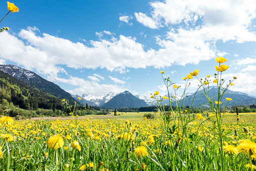 Beautiful flower field pasture and snow covered mountains and small huts in background. Bavaria, Alps, Allgäu, Oberstdorf, Germany.