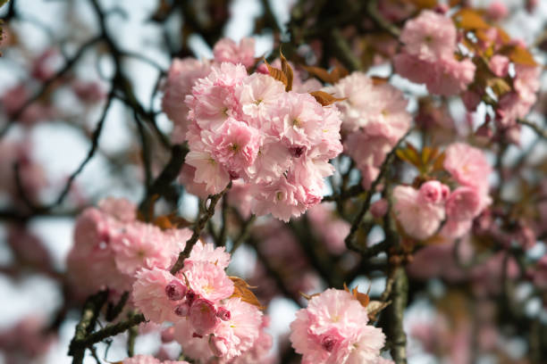 istock Beautiful pink cherry blossoms 1220765844