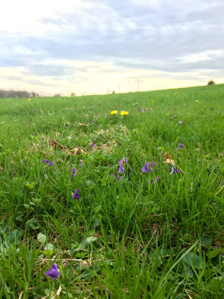 istock green meadow with flowers 1220766857