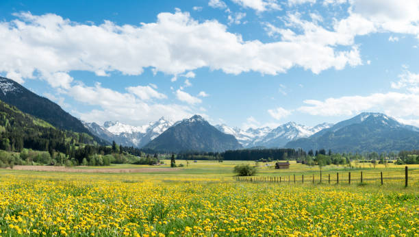 Yellow flower meadow with snow covered mountains and traditional wooden barns. Bavaria, Alps, Allgäu, Germany. stock photo